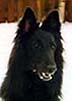 NiceNixie00.JPG (7118 bytes)