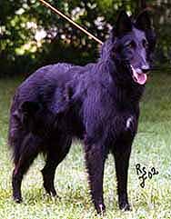 NiceNixie16.06.2002-4years.JPG (15318 bytes)