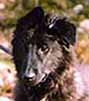 NobbySnobby0.JPG (11073 bytes)