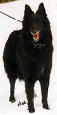 NortherQueen13.02.2002.1.JPG (8482 bytes)