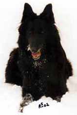 NortherQueen13.02.2002.2.JPG (7336 bytes)