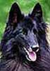 OldGold2000head.JPG (7013 bytes)