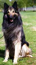 OliverOnion11.05.2002.3.JPG (16284 bytes)