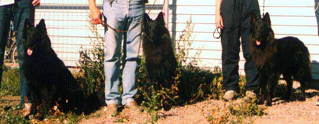 OpuppiesGirls.JPG (45785 bytes)