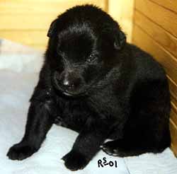 Q.litter.valk.narttu.28.10.2001.JPG (11807 bytes)