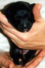 Q.litter.valk.narttu12.10.2001.JPG (8706 bytes)