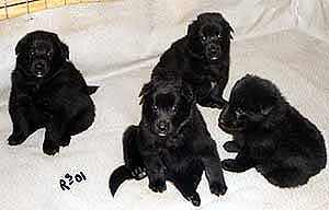 Q.litter7.11.2001.JPG (12594 bytes)