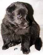 Q.litter.Musta.narttu03.11.01.JPG (12990 bytes)