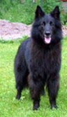 QuaintQuester04.07.2004-2y9m.jpg (11939 bytes)