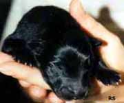 Q.litter.1narttu.12.10.2001.1.JPG (10361 bytes)