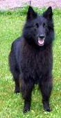 QuaintQuester4.07.2004-2y9m.jpg (12690 bytes)