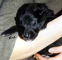 R.Gr.Kelt.narttu05.02.2002-2vkoa.JPG (14801 bytes)