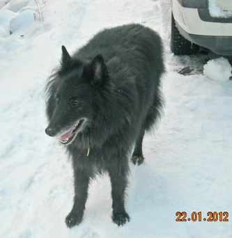 Raven Raccoon 22.01.2012 - 10 v. Roope.1.jpg (84384 bytes)