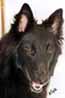 RavenRaccoon14.11.2002-9kk3vk.head2.JPG (6462 bytes)