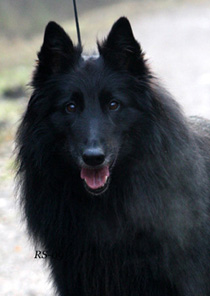 Regal Rebel19.11.2009-7v10 kk.Rene.head12.jpg (35001 bytes)