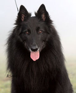 Regal Rebel19.11.2009-7v10 kk.Rene.head2.jpg (18495 bytes)