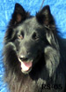RescueRanger14.05.2005-3v4kk.head.jpg (11794 bytes)