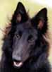 RomulusRemus14.09.2002head.JPG (5092 bytes)