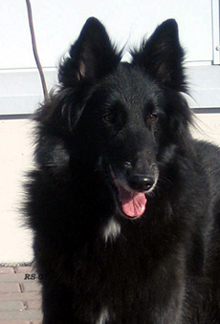 RoyalLady25.03.2007-5v2kk.Ronja.head4.jpg (123339 bytes)