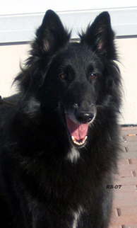 RoyalLady25.03.2007-5v2kk.Ronja.head6.jpg (136738 bytes)