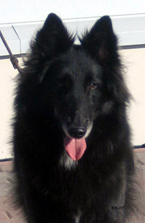 RoyalLady25.03.2007-5v2kk.Ronja.head8.jpg (119934 bytes)