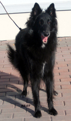 RoyalLady25.03.2007-5v2kk.Ronja7.jpg (142589 bytes)