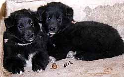 S.Gr.U.Kukka.Rusk.21.05.2002-5w3d.JPG (11603 bytes)