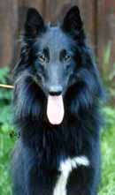 SmartShadow06.09.2003-1v5kk.JPG (11183 bytes)