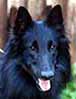 SmartShadow06.09.2003-1v5kk.head.JPG (6133 bytes)