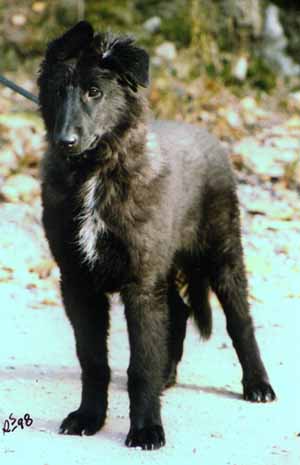 SnobbySnobby1.JPG (20283 bytes)