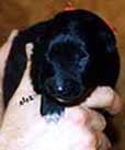 S.Gr.N.Pun.20.04.2002-7vrk.JPG (7992 bytes)