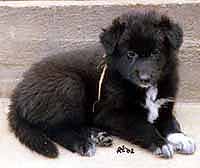S.Gr.N.Kelt.21.05.2002-5w3d.JPG (9208 bytes)
