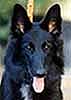 SundayGirl29.09.2002-5,5kk.head1.JPG (6487 bytes)