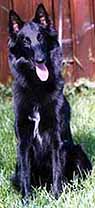 SunshineQueen06.09.2003-1v5kk.4.JPG (15990 bytes)