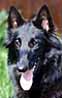 SunshineQueen06.09.2003-1v5kk.head.JPG (5961 bytes)