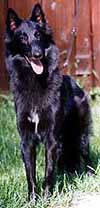 SunshineQueen06.09.2003-1v7kk.2.JPG (16015 bytes)