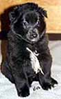 S.Gr.N.Valk.13.05.2002-4w2d.JPG (8866 bytes)