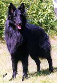bowwow1.jpg (30969 bytes)