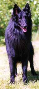 bowwow2.jpg (19951 bytes)
