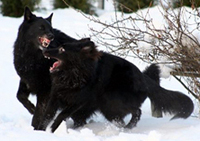 TailTwister.QuartzHeart7.01.2006.jpg (62679 bytes)