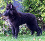 TailTwister01.10.2005-3,5kk.jpg (97645 bytes)