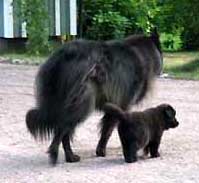 TailTwister12.07.2005-4vk1pv.Nita.jpg (13387 bytes)
