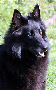 TailTwister13.09.2008-3v3kk.Tazzi.head3.jpg (116191 bytes)