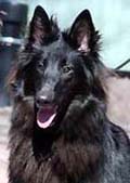 TailTwister23.04.2006-10kk.jpg (12141 bytes)