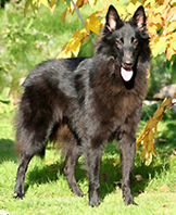 TailTwister23.09.2006-1v3kk.Tazzi2.jpg (145290 bytes)
