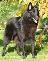 TailTwister23.09.2006-1v3kk.Tazzi4.jpg (135923 bytes)