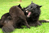 TailTwister25.07.2005-6vk.Kiti.jpg (38378 bytes)
