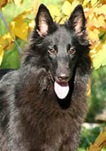 TailTwister26.09.2006-15,5kk.jpg (23512 bytes)