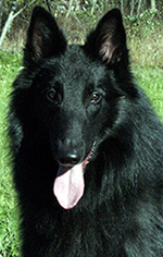 UnderThunder13.10.2007-19kk.Uca.head.HH.1.jpg (61333 bytes)