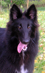 VogueLady21.10.2006-7kk.Valo.head.jpg (293032 bytes)